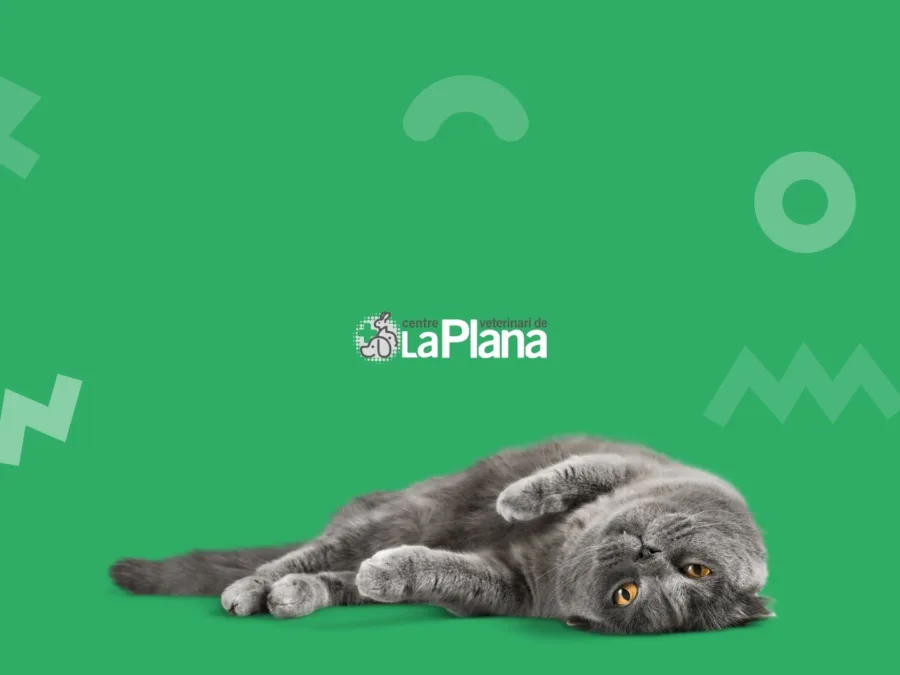 Centre Veterinari de la Plana, comercio de Castellón: marca, fotografía y comunicación por La Bombilla Creativa